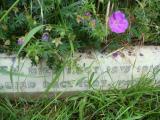 image of grave number 613597